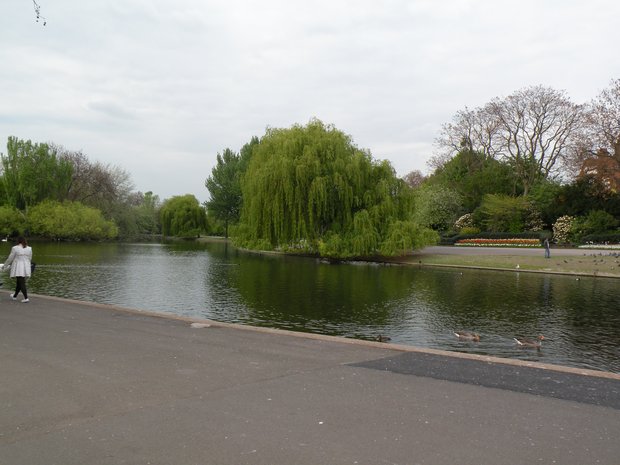  saule pleureur, regent's Park